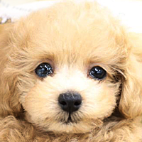 タイニープードル