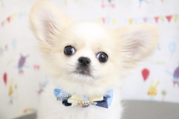 ミックス（ハーフ犬）