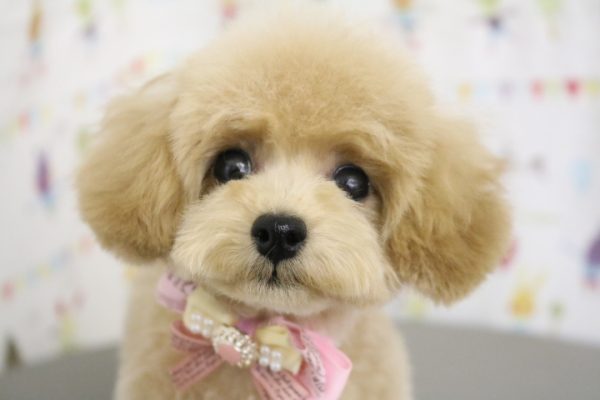 タイニープードル