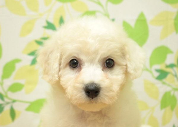 ビションフリーゼ