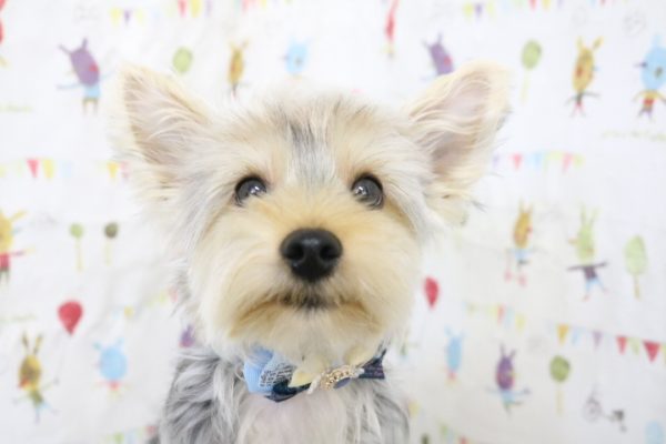 ヨークシャーテリア