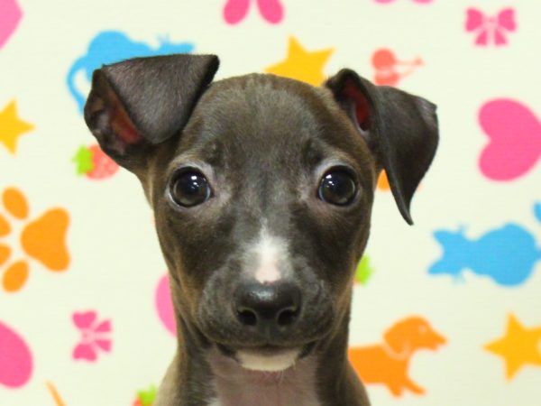 イタリアングレーハウンド