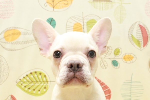 フレンチブルドッグ