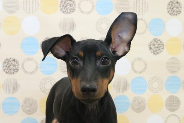 ミニチュアピンシャー