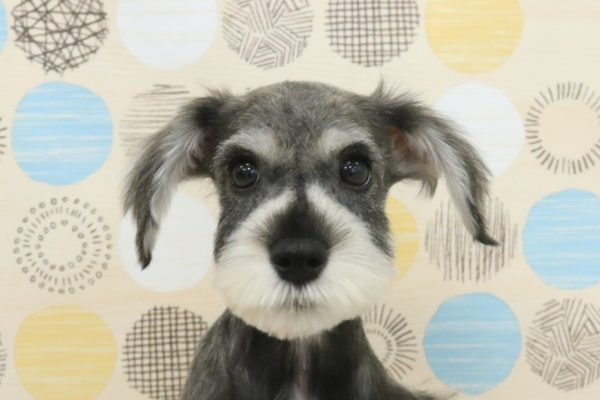 ミニチュアシュナウザー