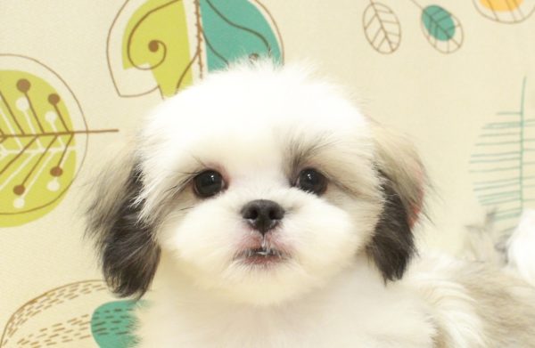 ミックス(ハーフ犬)