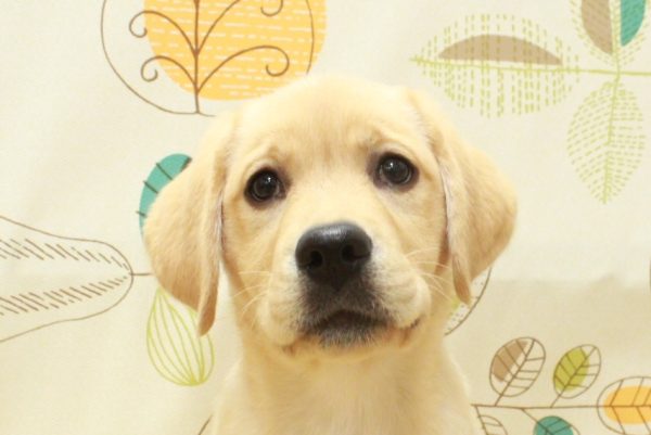 ラブラドールレトリーバー