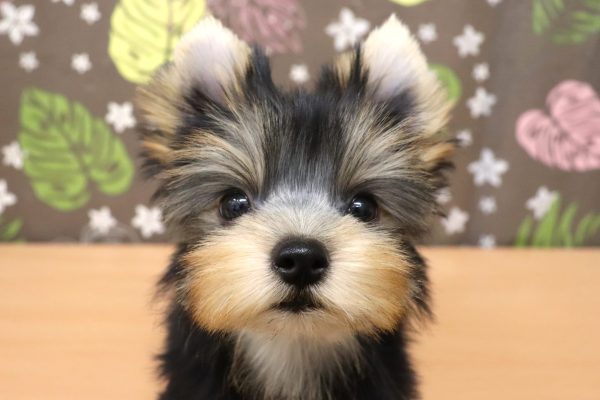 ヨークシャーテリア