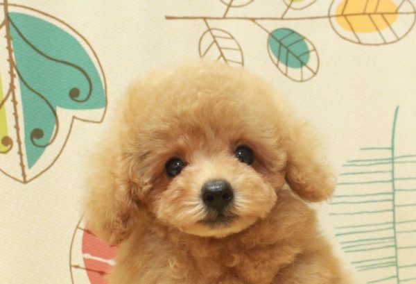 タイニープードル