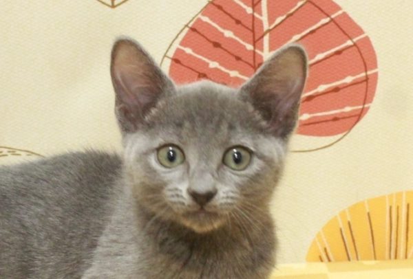 ロシアンブルー