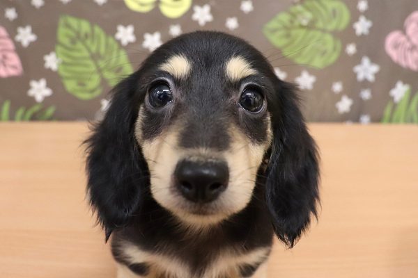 ミニチュアダックスフンド