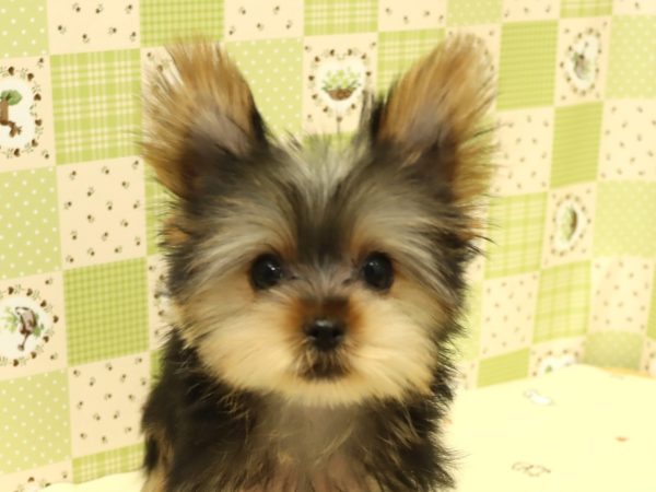 ヨークシャーテリア