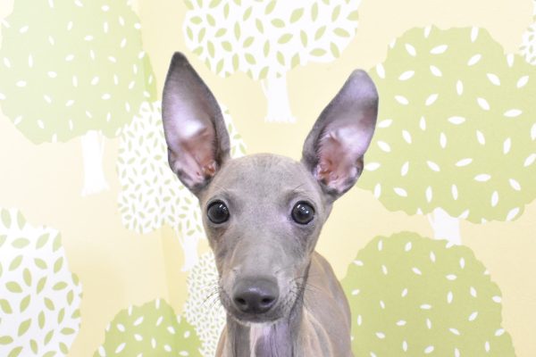 イタリアングレーハウンド