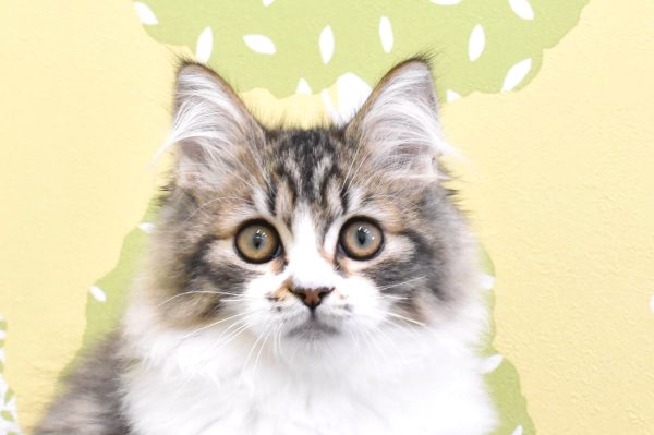 ミヌエット(ナポレオン)