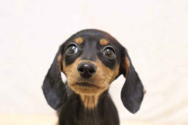 ミニチュアダックスフンド