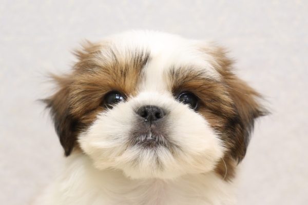 ミックス(ハーフ犬)