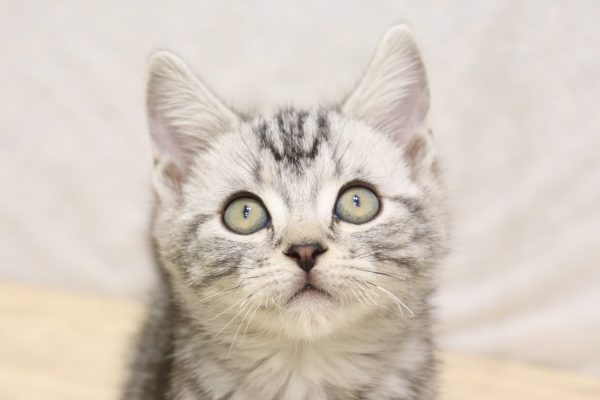 アメリカンショートヘア