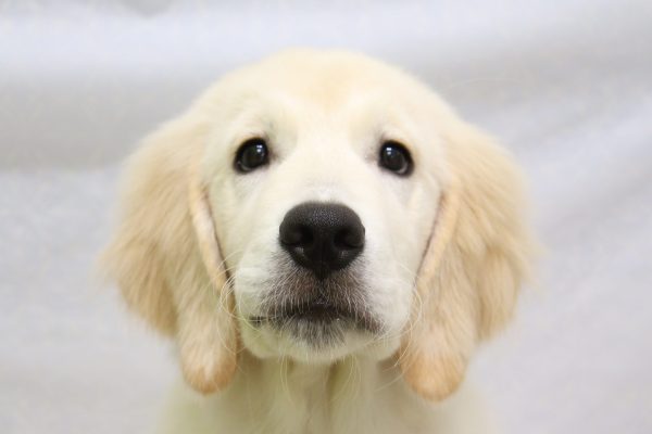 ゴールデンレトリーバー