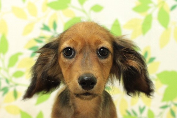 カニンヘンダックスフンド