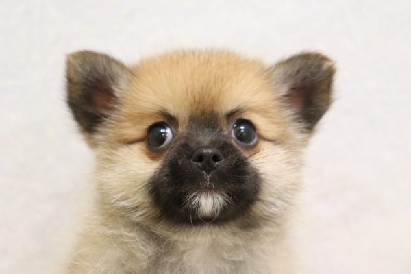 ミックス（ハーフ犬）