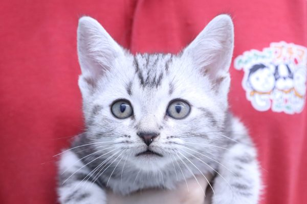 アメリカンショートヘア