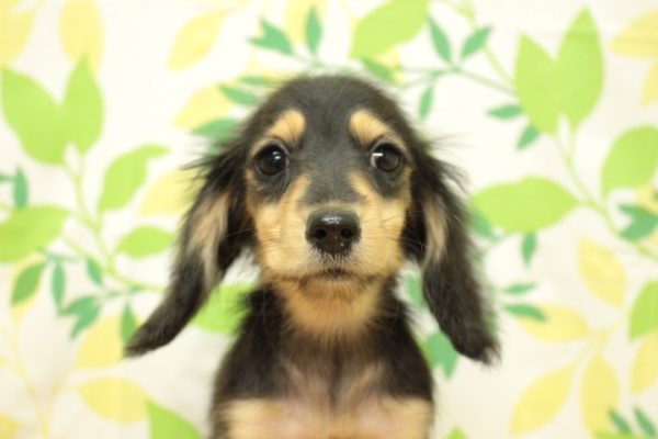 ミニチュアダックスフンド