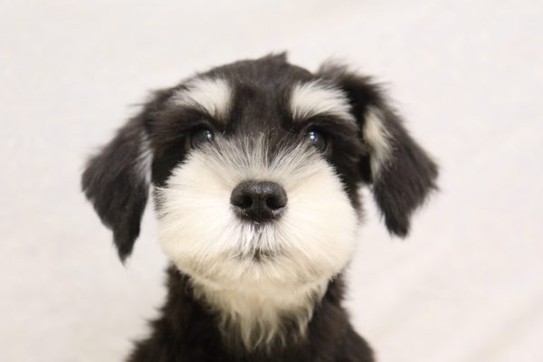 ミニチュアシュナウザー