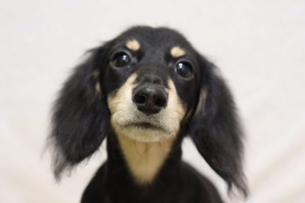 カニンヘンダックスフンド