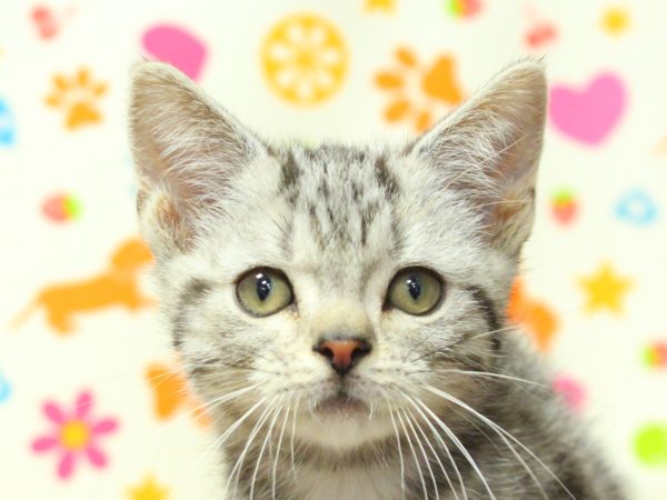 アメリカンショートヘア