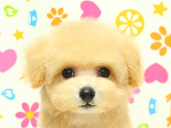 ミックス(ハーフ犬)