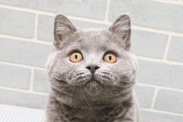 ブリティッシュ