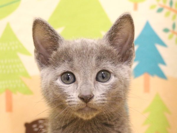 ロシアンブルー