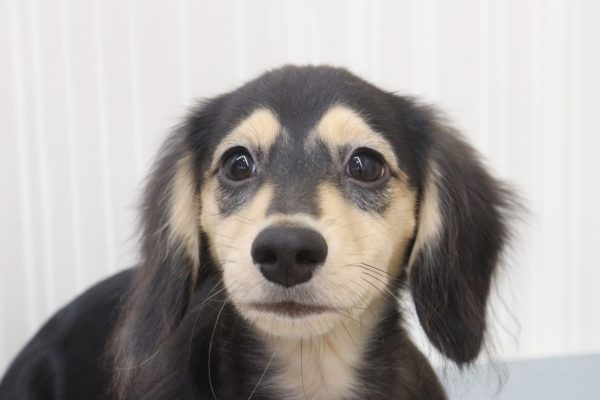 カニンヘンダックスフンド