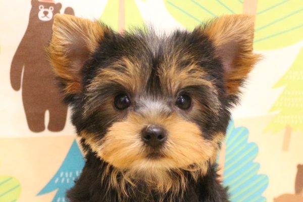 ヨークシャーテリア