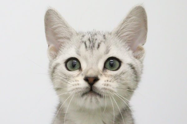 アメリカンショートヘア