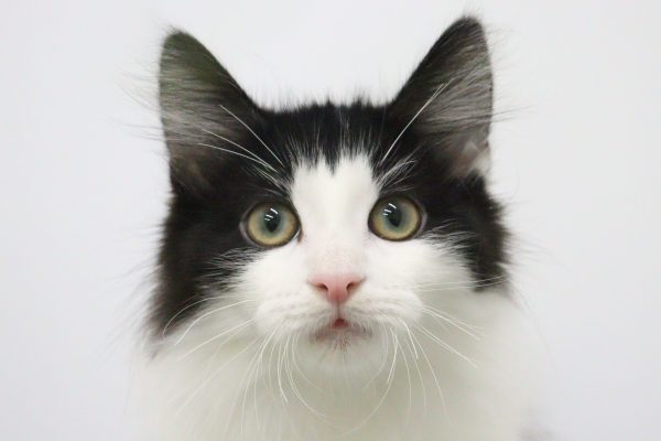 ノルウェージャンフォレストキャット