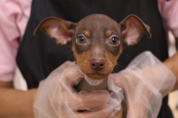 ミニチュアピンシャー