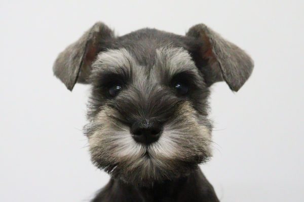 ミニチュアシュナウザー