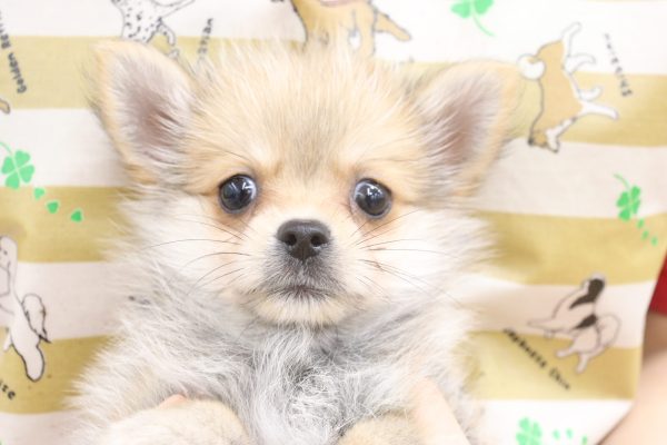 ミックス(ハーフ犬)