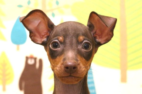 ミニチュアピンシャー