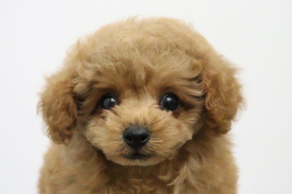 タイニープードル