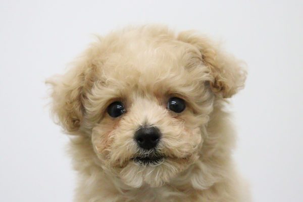 ミックス(ハーフ犬)