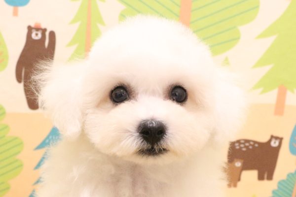 ビションフリーゼ