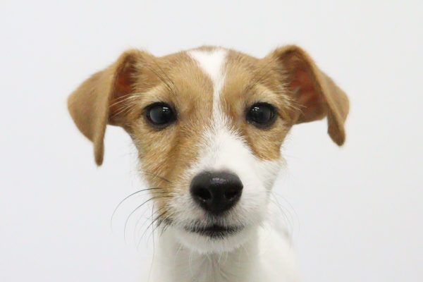 ジャックラッセルテリア