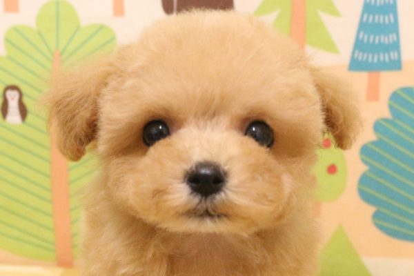 ミックス(ハーフ犬)