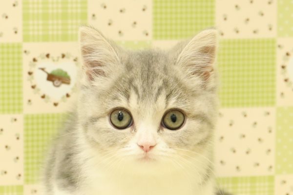 スコティッシュ