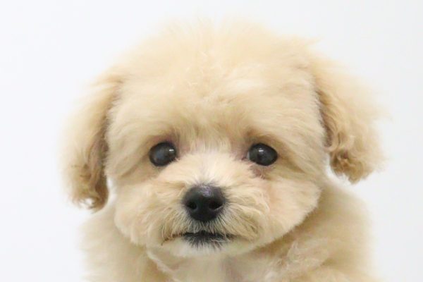 ミックス(ハーフ犬)