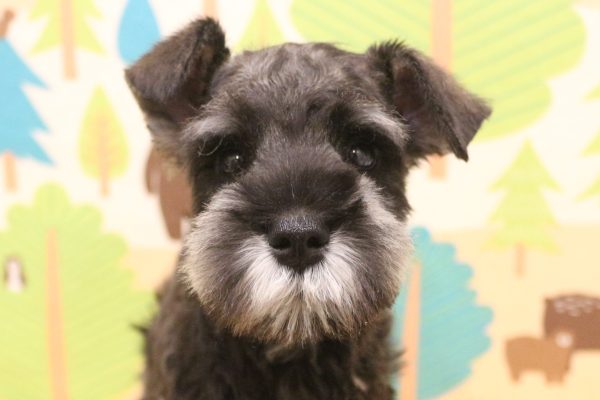 ミニチュアシュナウザー