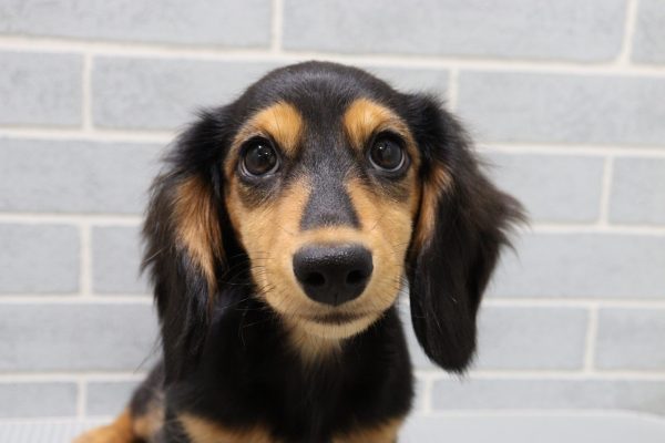 ミニチュアダックスフンド