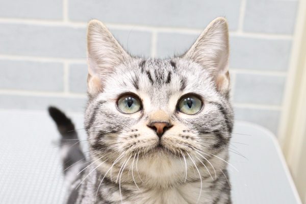 アメリカンショートヘア